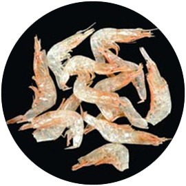 中蝦 中蝦