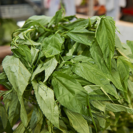 麻芛(麻薏) 麻芛(麻薏)